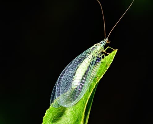 Photo of Green Lacewing, or Aphid Lion