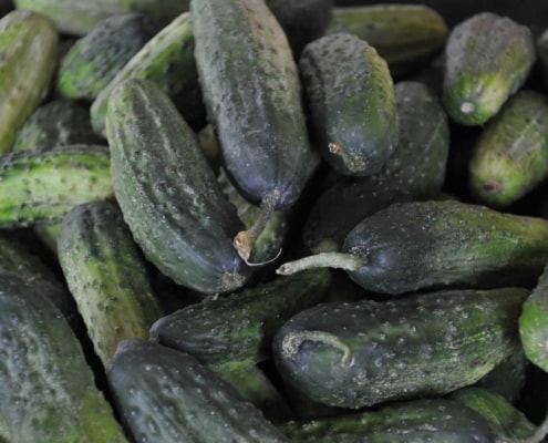 photo - food preservation - pickling cucumbers - hal meng