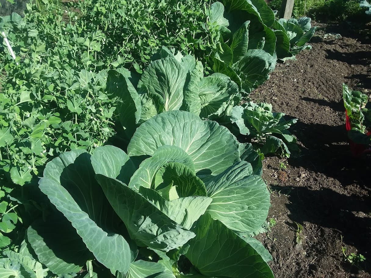 photo - Cabbages and peas at Tacoma Urban Farm